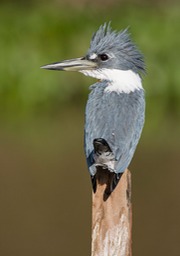 belted kingfisher