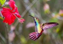 green breasted mango