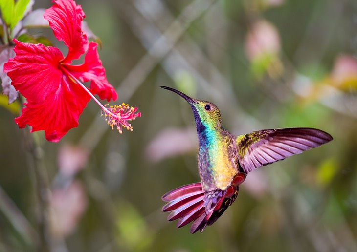 green breasted mango