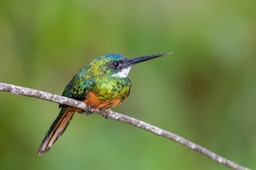 rufous tailed jacamar