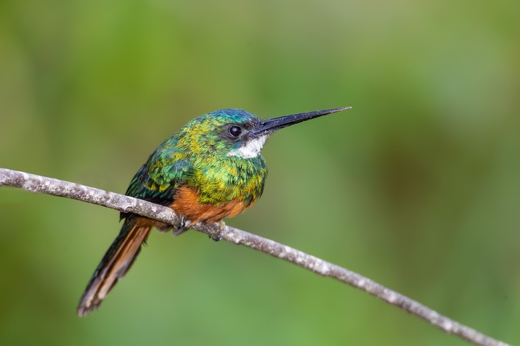 rufous tailed jacamar