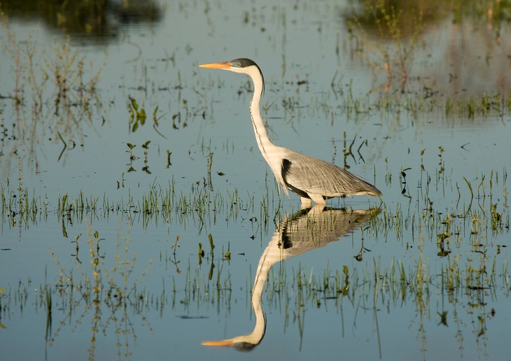 cocoi heron