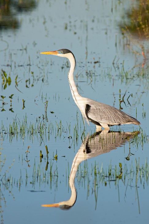 cocoi heron