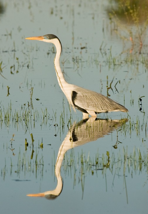 cocoi heron