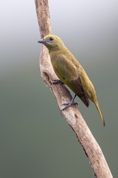 palm tanager