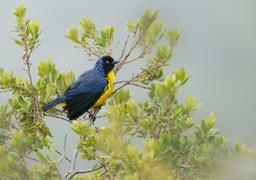 hooded mountain tanager