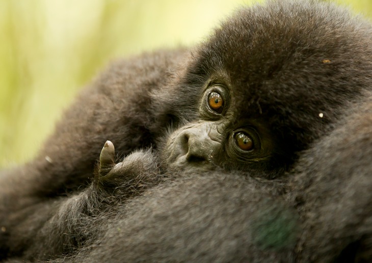 mountain gorilla