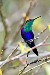 violet capped woodnymph