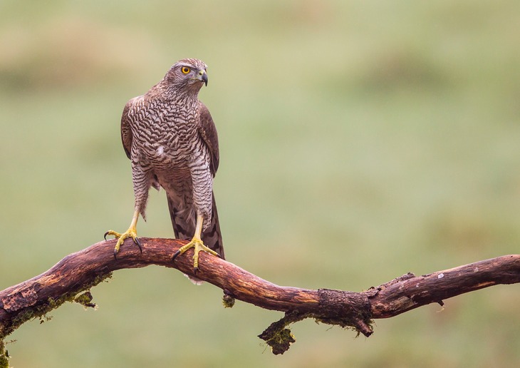 goshawk