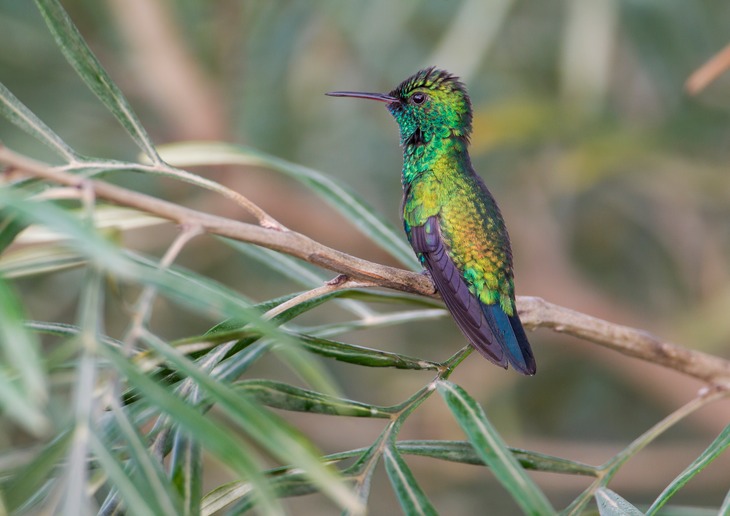 blue chinned sapphire