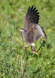 snail kite