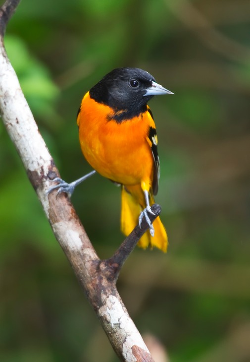 baltimore oriole