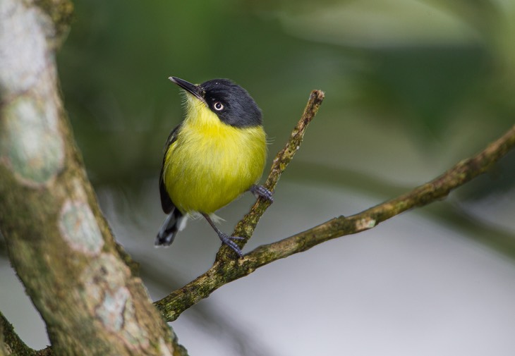 common tody flycatcher