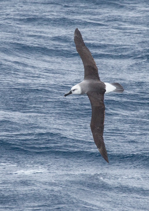 grey headed albatross