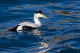 eider