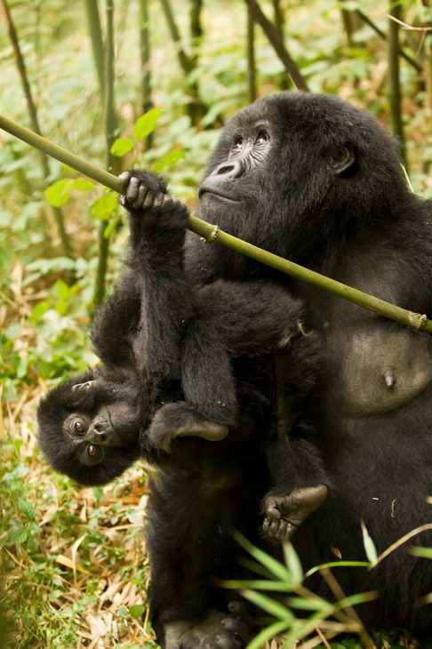 mountain gorilla