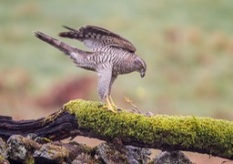 goshawk