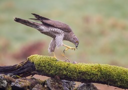 goshawk