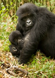 mountain gorilla