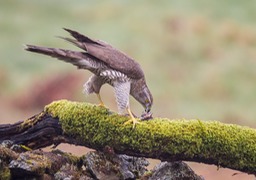 goshawk