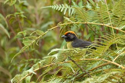 black faced brush finch