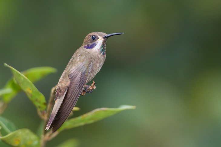 brown violetear