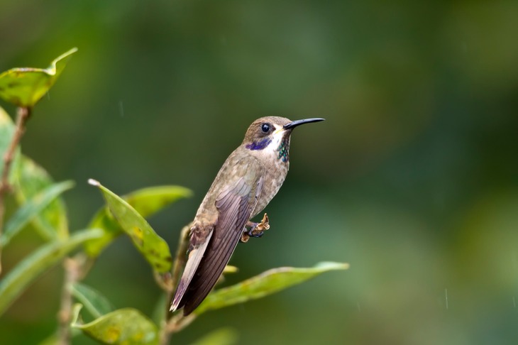 brown violetear