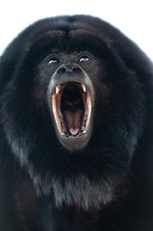 black howler monkey