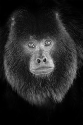 black howler monkey