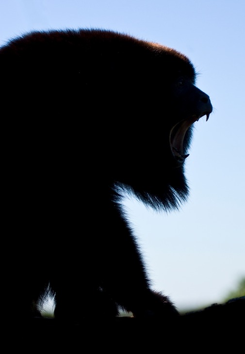 black howler monkey