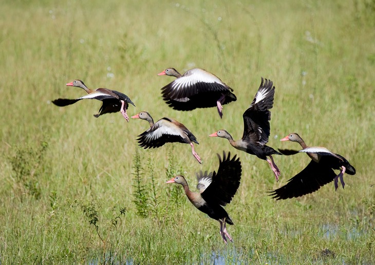 black bellied whistling duck