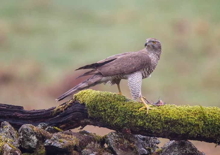 goshawk