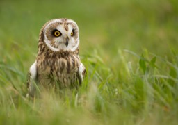 short eared owl