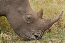 white rhinoceros