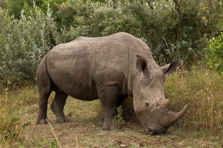 white rhinoceros