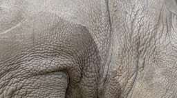 white rhinoceros