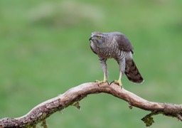 goshawk