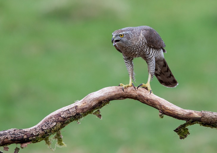 goshawk