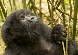 mountain gorilla