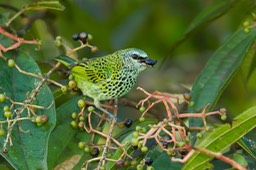 spotted tanager