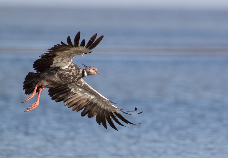 southern screamer