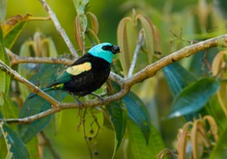 blue necked tanager