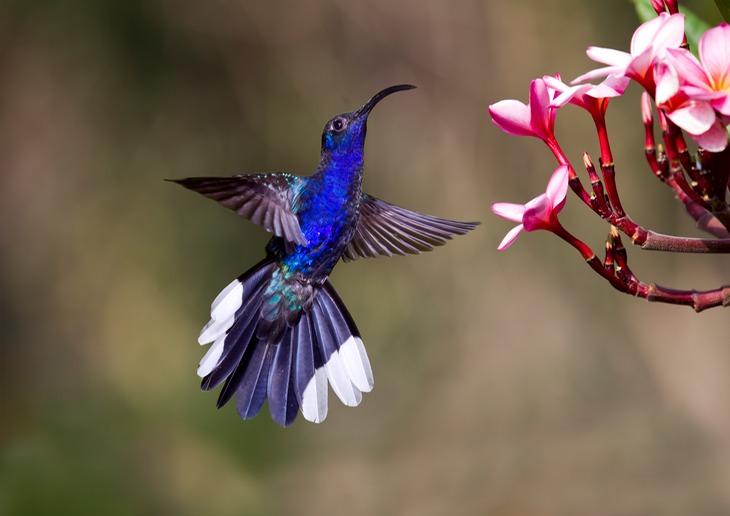 violet sabrewing