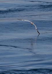 gannet