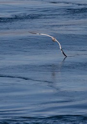 gannet