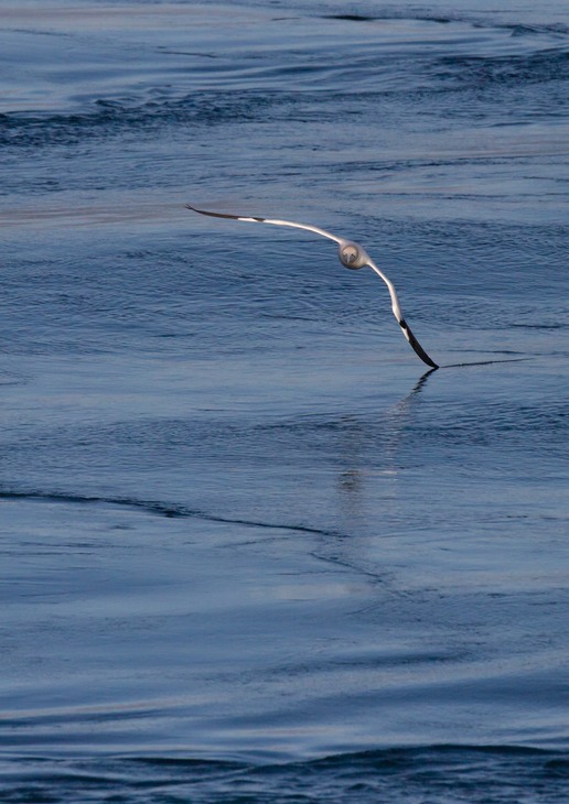 gannet