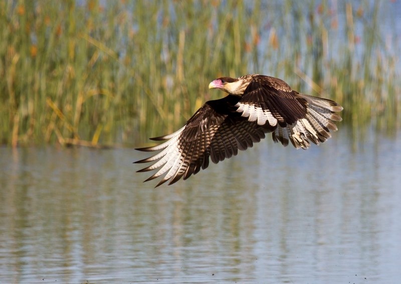 crested caracara