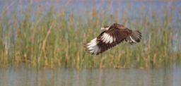 crested caracara