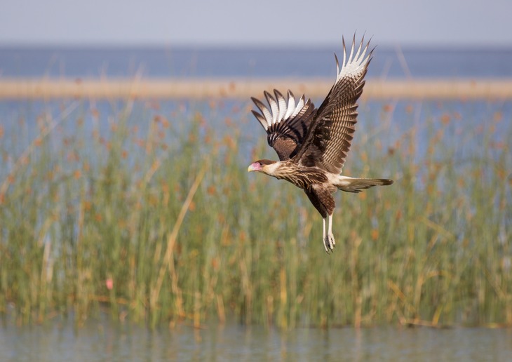 crested caracara