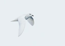 snow petrel